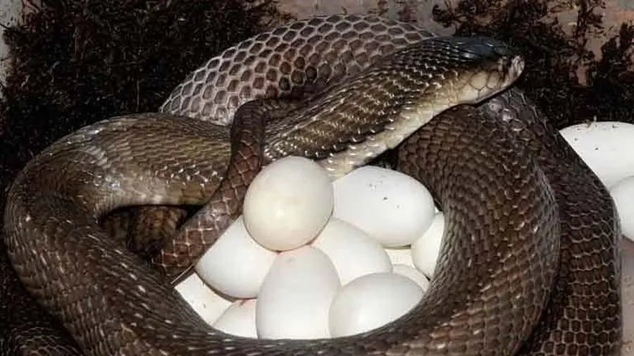 ગામવાસીઓએ નાગણને મારી 80 ઈંડા જમીનમાં દાટ્યા, પણ નાગ બદલો લેવા આવશે એનો ખૌફ