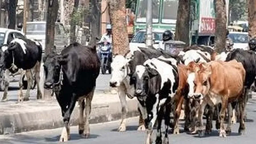 રખડતા ઢોર પર નિયંત્રણની પોલિસી અમદાવાદમાં લાગૂ થશે, જાહેરમાં પશુઓ પર પ્રતિબંધ