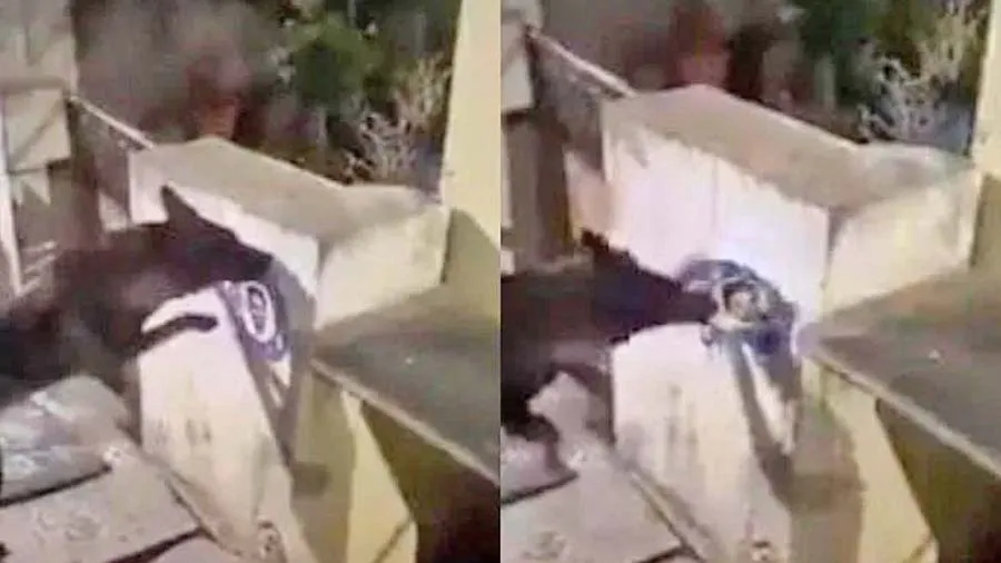 મુખ્યમંત્રીનું પોસ્ટર ફાડવા પર કૂતરા પર FIR, ધરપકડ કરવાની માગ