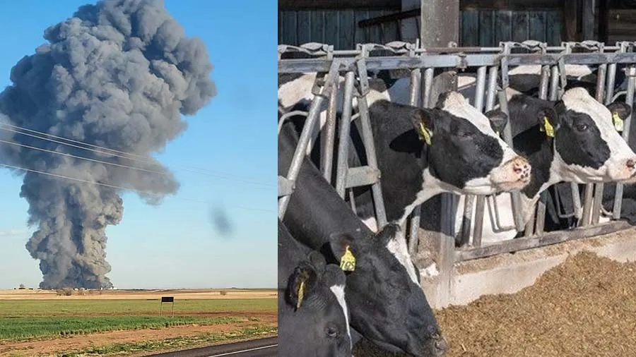 અમેરિકામાં ડેરી ફાર્મમાં બ્લાસ્ટ થતા 18000 ગાયોના દર્દનાક મોત