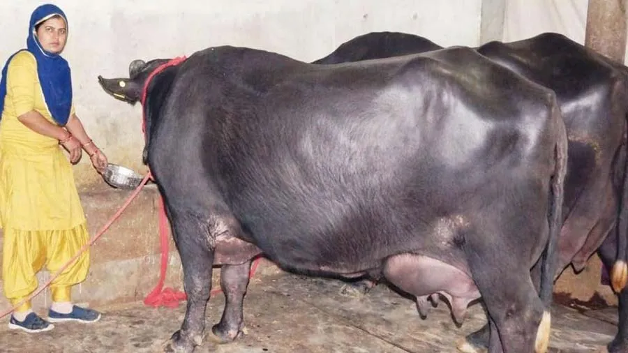એક દિવસમાં 31 લીટર દૂધ આપીને ‘ગંગા’ બની નંબર વન ભેંસ