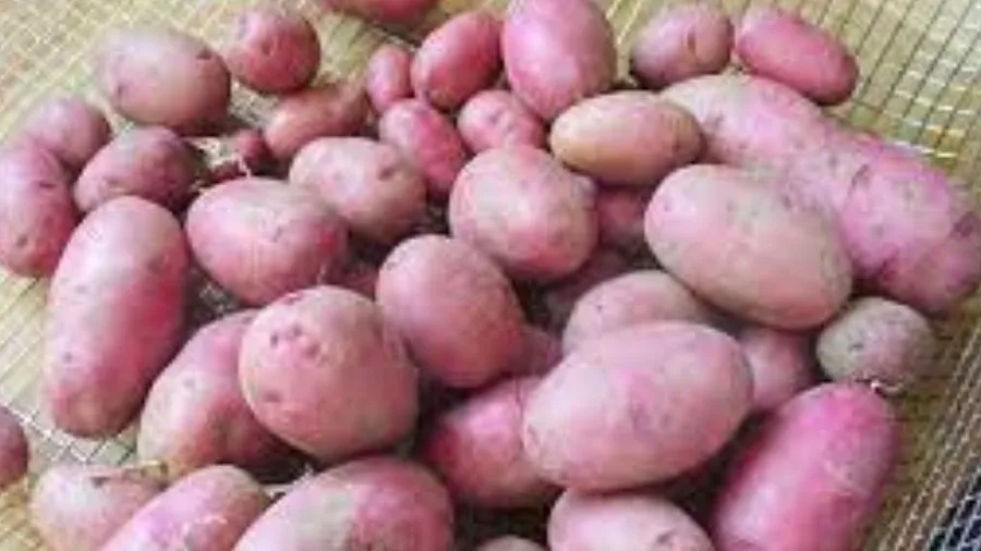 ખેડૂતો ગુલાબી બટાકાની ખેતી કરીને સારો નફો કમાઈ શકે છે, બજારમાં વધી રહી છે માગ