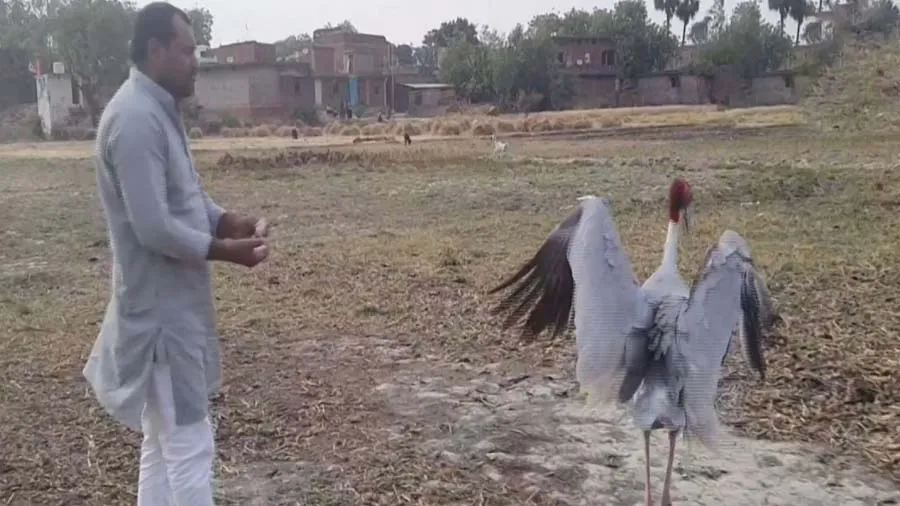 આરીફ બાદ હવે આ વ્યક્તિએ સારસ સાથે કરી મિત્રતા, ખેતરોમાં પાછળ દોડતો દેખાયો