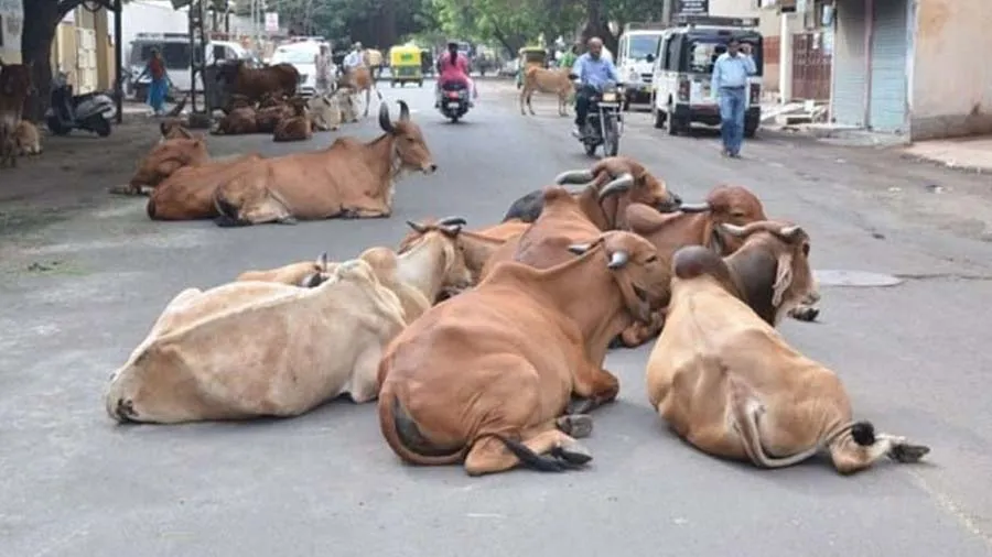 અમદાવાદમાં રખડતા ઢોરને પકડવા 96 હોટસ્પોટ નક્કી કરાયા, AMC બાઉન્સરો રાખશે