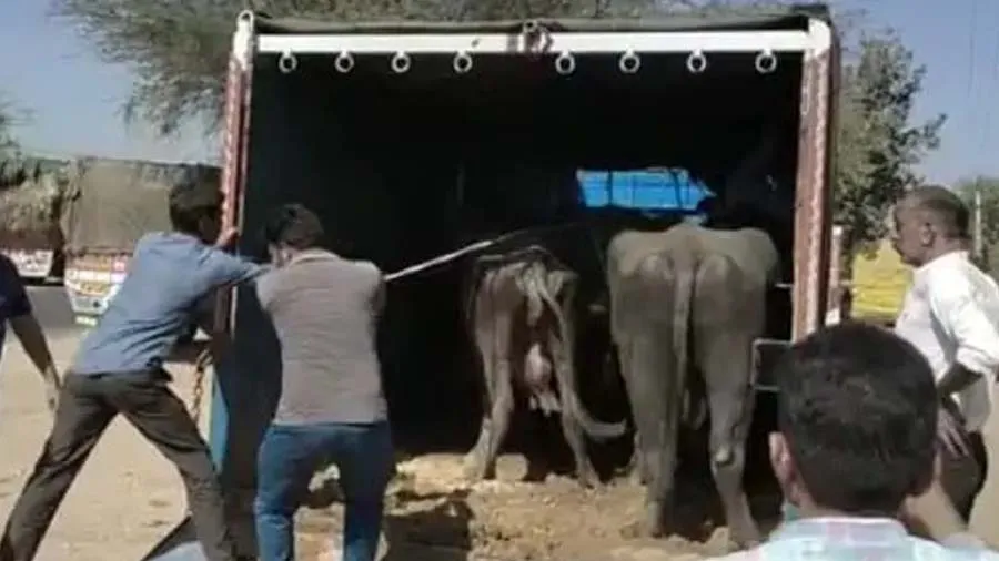 પાલનપુર પાસે પશુઓથી ભરેલી અધધ..10 ટ્રક ઝડપાઇ, 150 ઢોરને કતલખાને લઇ જવાતા હતા
