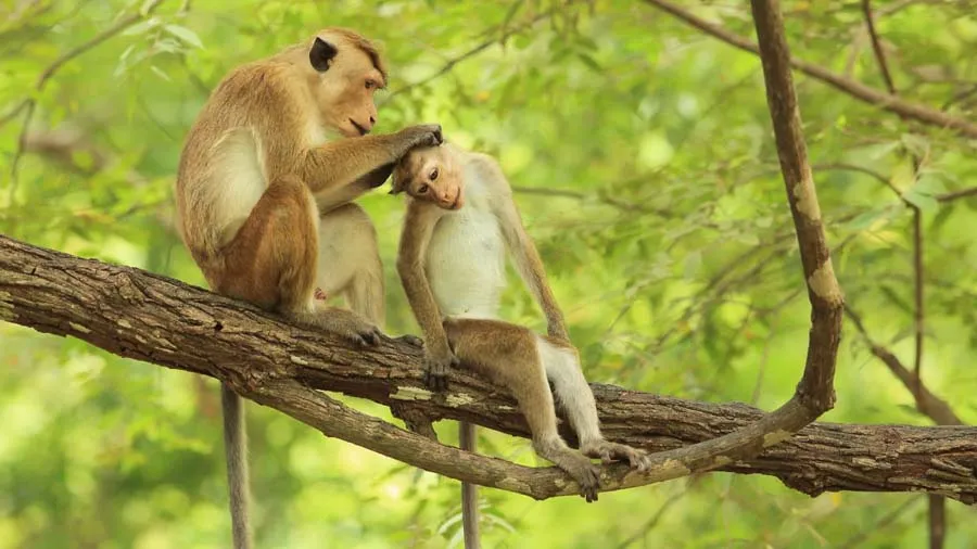 કેમ વિરોધ વચ્ચે એક લાખ વાંદરા ચીન મોકલી રહ્યું છે શ્રીલંકા?