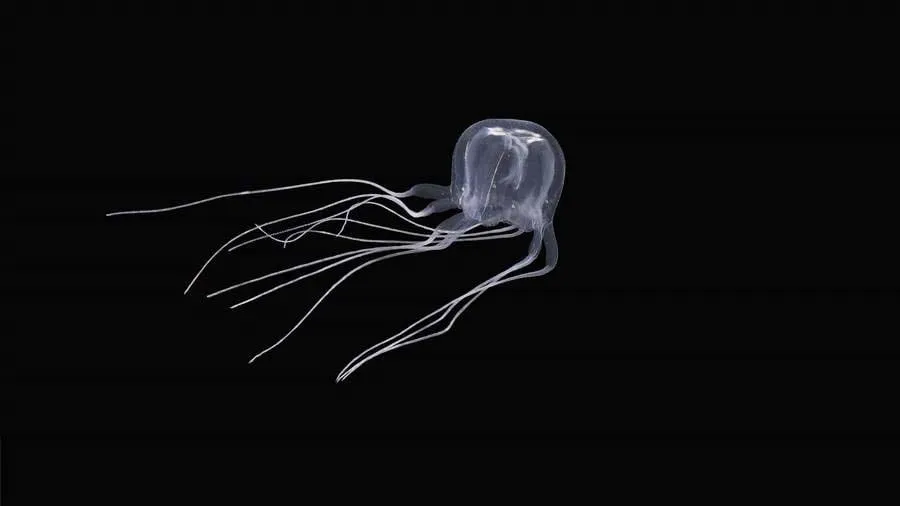 24 આંખો, 3 મિનિટમાં લઈ શકે જીવ, આ નવી પ્રજાતિને જોઈને વૈજ્ઞાનિક પણ થયા હેરાન