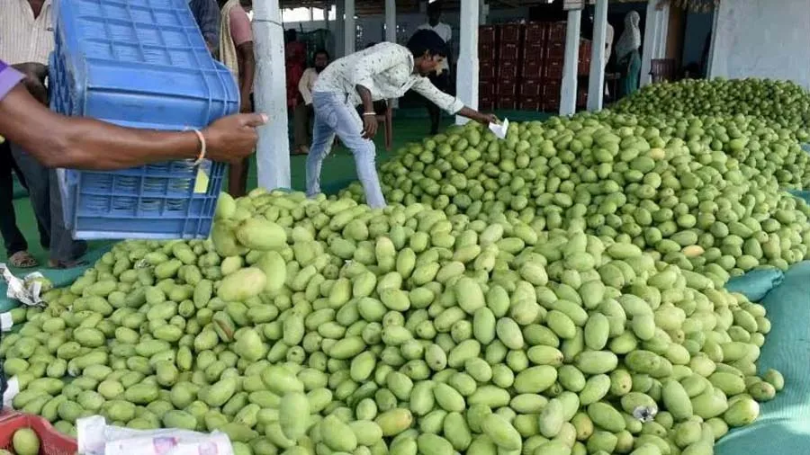 કેરીની આવક વધવાને કારણે ગયા વર્ષની સરખામણીએ ભાવમાં 40 ટકાનો ઘટાડો