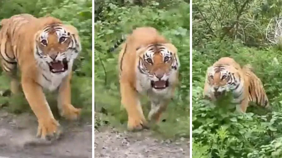 ટૂરિસ્ટ જંગલમાં ફરી રહ્યા હતા, અચાનક સામે આવી ગયો વાઘ, જુઓ વીડિયોમાં પછી શું થયુ