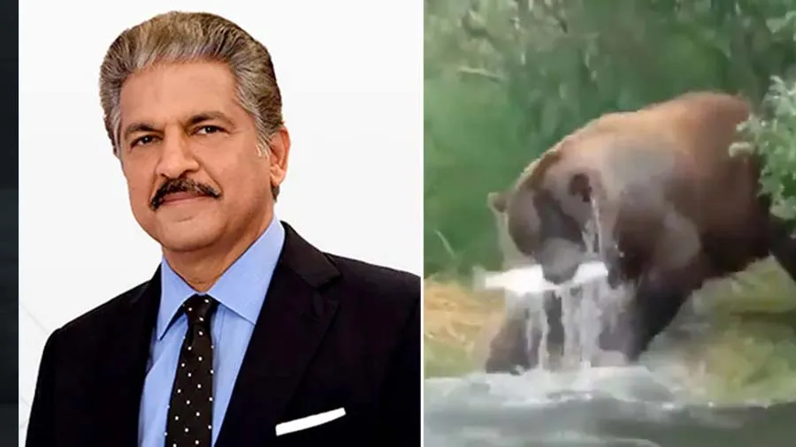 રીંછે ચાલાકીથી માછલીનો શિકાર કર્યો, આનંદ મહિન્દ્રાએ કહ્યું- આ જ છે સફળતાનો મંત્ર