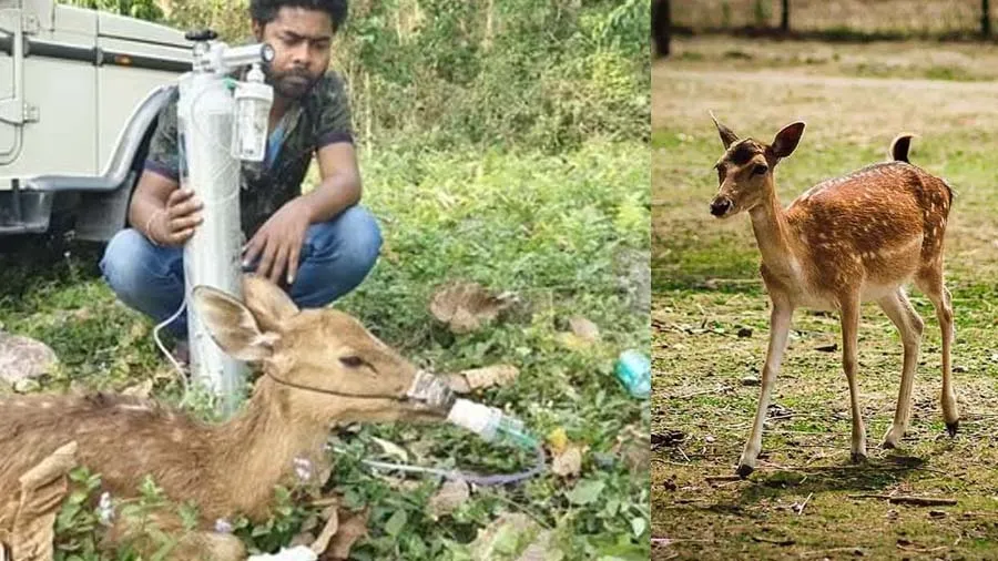 અદભુત તસવીર: હરણને શ્વાસ લેવામાં તકલીફ હતી, યુવાને આ રીતે મદદ કરીને બચાવ્યું