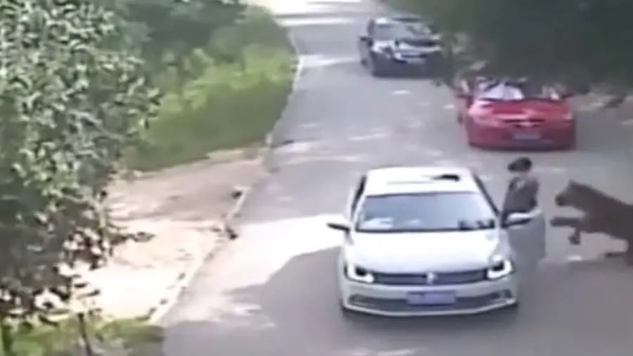 જંગલમાં પતિ સાથે દલિલ કરવા ગાડીમાંથી ઉતરી મહિલા, વાઘ આવ્યો અને ખેચી ગયો, Video