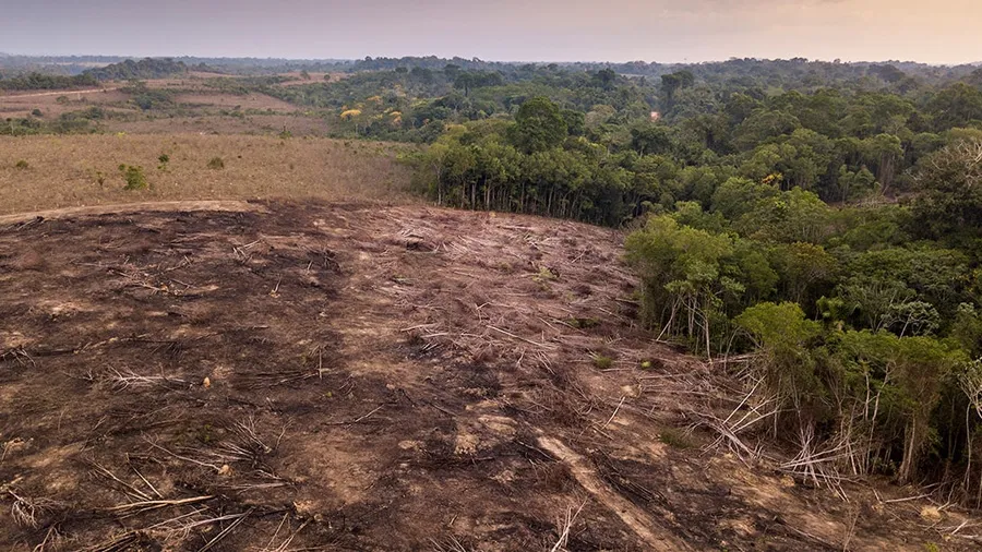 વૈજ્ઞાનિકોએ ચેતવણી આપી, 'એમેઝોનના જંગલોના આડેધડ કાપથી નવી મહામારીનો ભય છે'