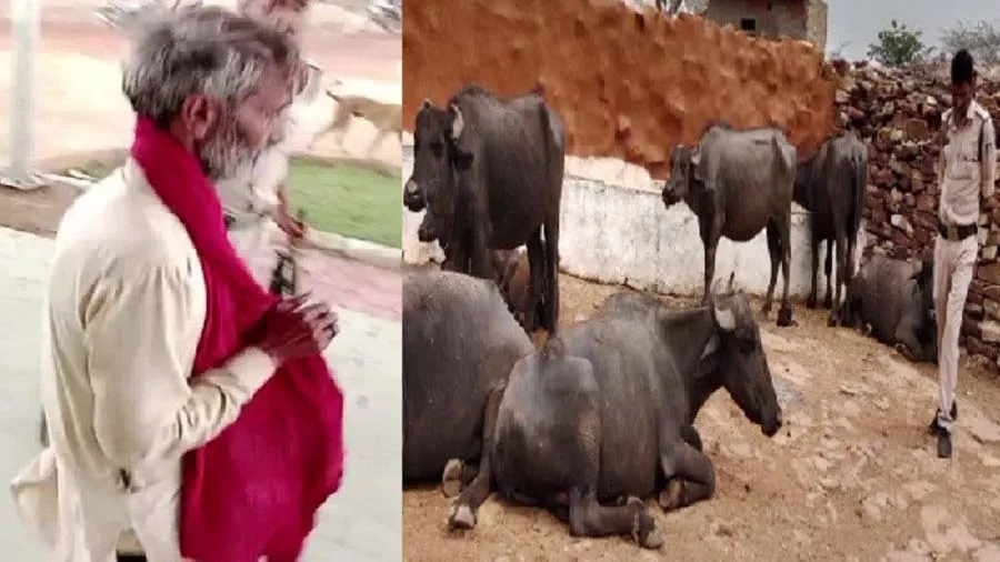 'હું મારી દીકરી સાથે લગ્ન કરાવીશ...'કહી યુવક સાથે 9 ભેંસ,લાખ રૂપિયાની છેતરપિંડી