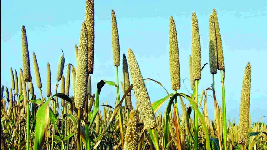 CAPF અને NDRFના આહારમાં બાજરીનો સમાવેશ, ગૃહ મંત્રાલયનો નિર્ણય