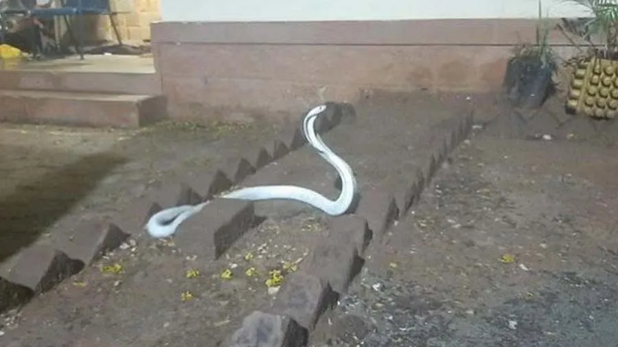 કોઈમ્બતુરમાં દેખાયો દૂધ જેવો સફેદ કિંગ કોબ્રા, બચાવીને જંગલમાં છોડવામાં આવ્યો