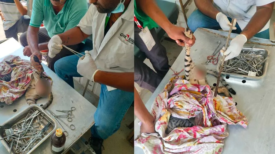 બિલાડીના શરીરમાં 1 ફૂટનો સળિયો ઘૂસી ગયો, કરુણા એમ્બ્યુલન્સની ટીમે બચાવી લીધી