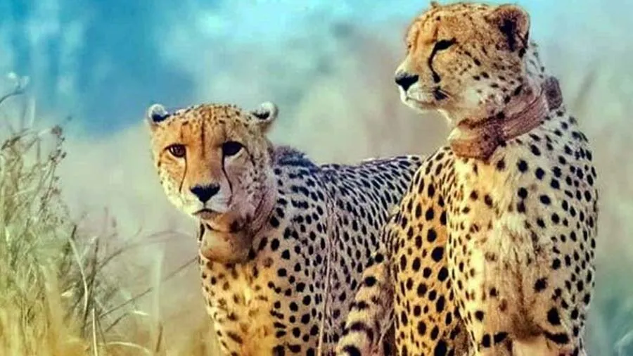 સેક્સની લડાઈથી ચિત્તાઓના જીવન પર સંકટ, 9 નરની સામે માત્ર 8 માદા જ બચી