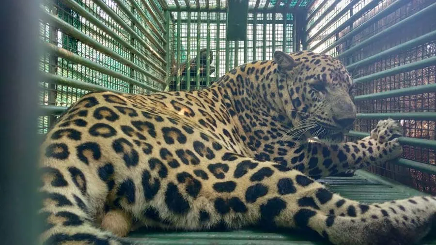 અમરેલીમાં સુતેલા બે વર્ષના બાળકને દિપડો ગળામાંથી પકડીને ઉંચકી ગયો