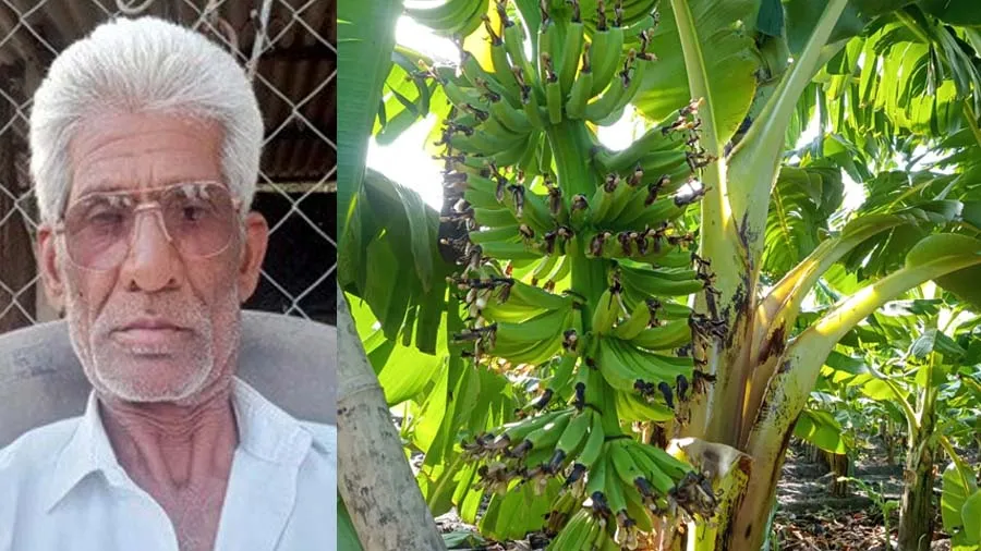 પ્રાકૃતિક પદ્ઘતિથી મામૂલી ખર્ચે કેળાની ખેતી કરી બમણી આવક રળતા ઉપલેટાના ખેડૂત