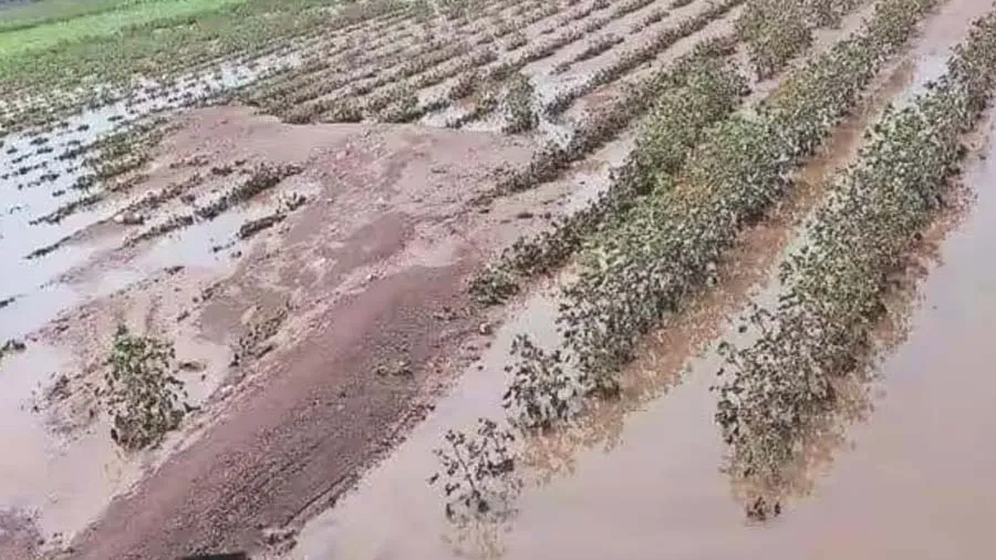 કમોસમી વરસાદથી થયેલા નુકસાનનો 565 ટીમો દ્વારા સરવે કરાયો