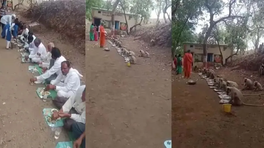 માણસોની જેમ કતારમાં બેસી લંગુરોએ પ્રસાદી લીધી, શિસ્ત જોઈ સૌને નવાઈ લાગી!