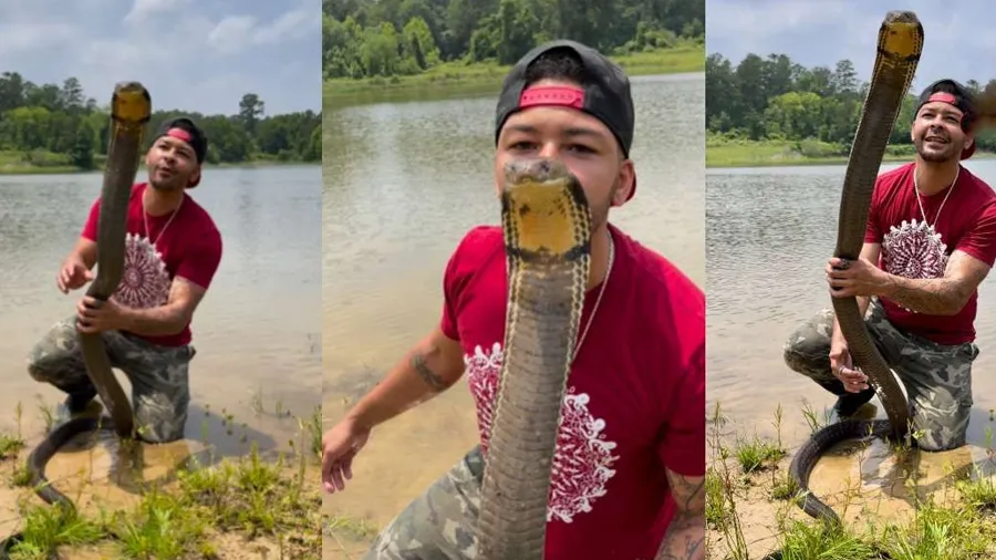 માણસે 12 ફૂટના કિંગ કોબ્રાને ચુંબન કર્યું, વીડિયો જોયા પછી રુંવાટા ઉભા થઇ જશે