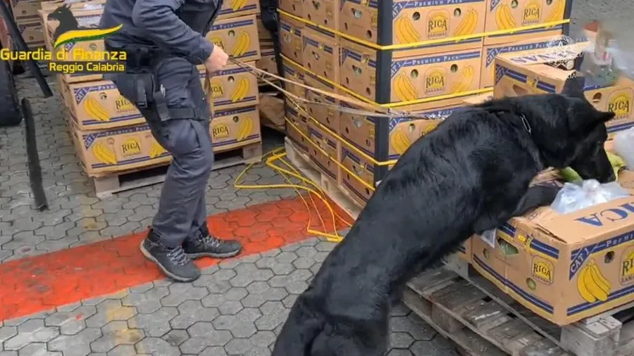 મશીને જે કામ ન કર્યું એ કામ ડોગીએ કરી દીધું, 10 હજાર કરોડનું....