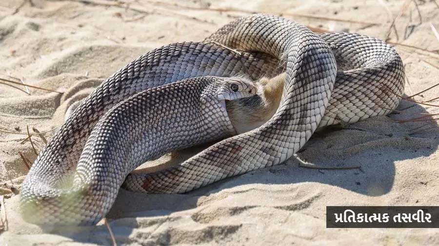 એક સાપે મચાવી દીધો 16000 ઘરોમાં હાહાકાર, જાણો કેમ હેરાન પરેશાન થઈ ગયા લોકો