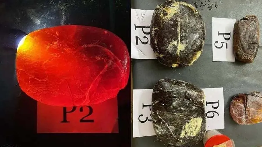 વ્હેલની ઉલટીની દાણચોરી પકડાઇ, 32 કરોડની 18 કિલો ઉલટી જપ્ત, આ કારણે કિંમતી