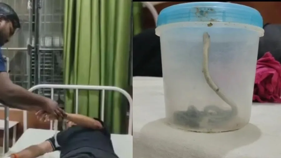 કોબ્રાએ વૃદ્ધને ડંખ માર્યો, ગુસ્સામાં સાપને બોક્સમાં બંધ કરી હોસ્પિટલ પહોંચ્યો