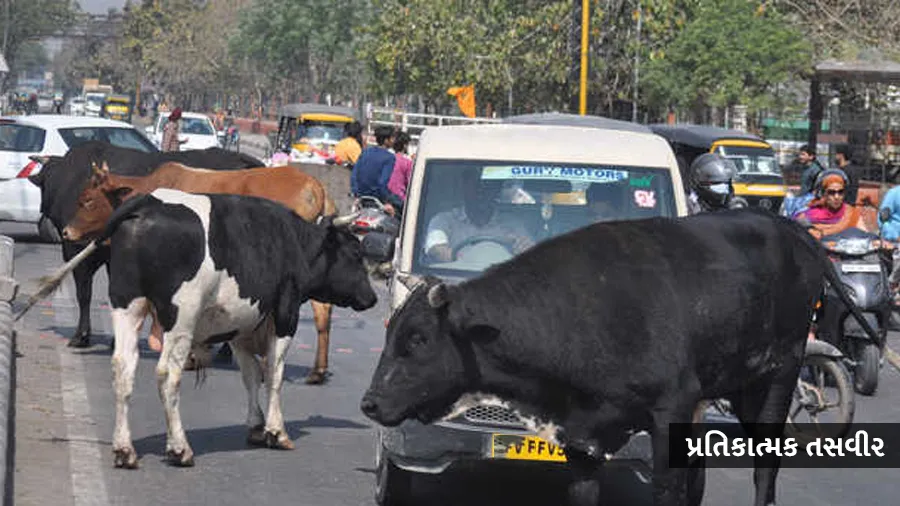રાજકોટમાં ગાયે યુવતીને અડફેટે લીધી, પણ કેસ થયો કૂતરા માલિક સામે, જાણો કેમ