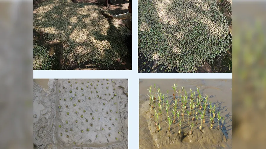 સુરત ફોરેસ્ટ વિભાગે 10 વર્ષમાં 1650 હેક્ટરમાં કર્યું વાવેતર