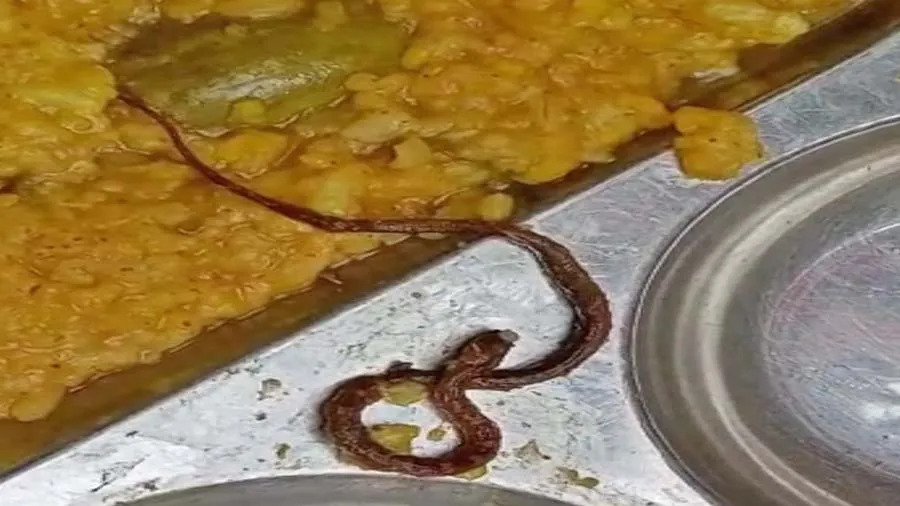 સરકારી શાળાના મીડ ડે મીલમાં મરેલો સાપ નિકળ્યો, 100 બાળકો બીમાર