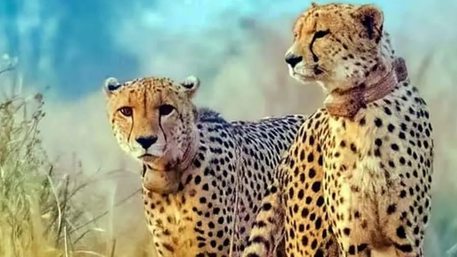 કૂનો નેશનલ પાર્કમાં 2 મહિનામાં 6 વિદેશી ચિત્તાઓના મોત, શું છે કારણ?