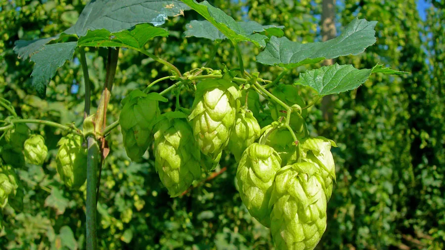 દુનિયાની સૌથી મોંઘી શાકભાજી, ખરીદવું તો દૂર કિંમત જાણીને ઉડી જશે હોંશ