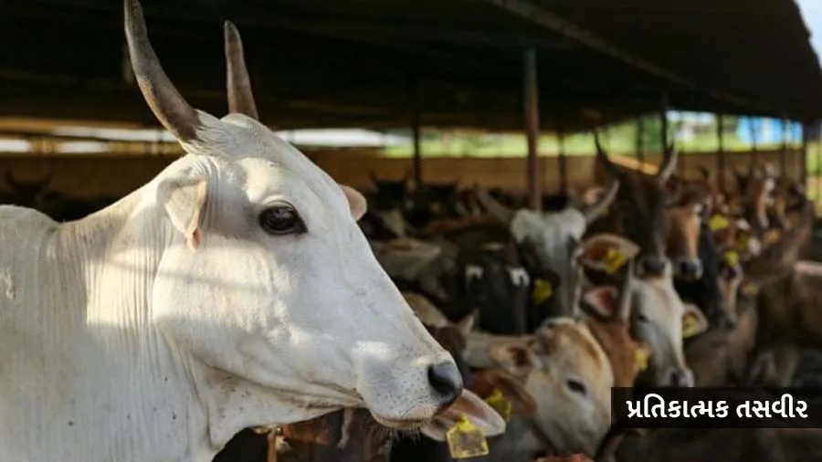 પશુપાલન મંત્રી બોલ્યા-જ્યારે ભેંસોનો વધ કરી શકાય છે તો ગાયોનો કેમ નહીં?