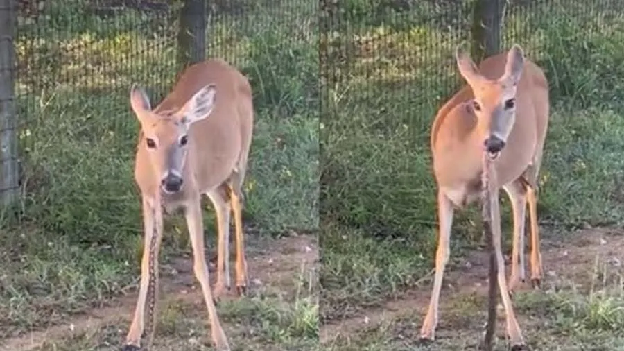 Video: ઘાસ છોડી સાંપ ખાવા માંડ્યુ હરણ, જાણો આ શા માટે છે ખતરાની ઘંટી?