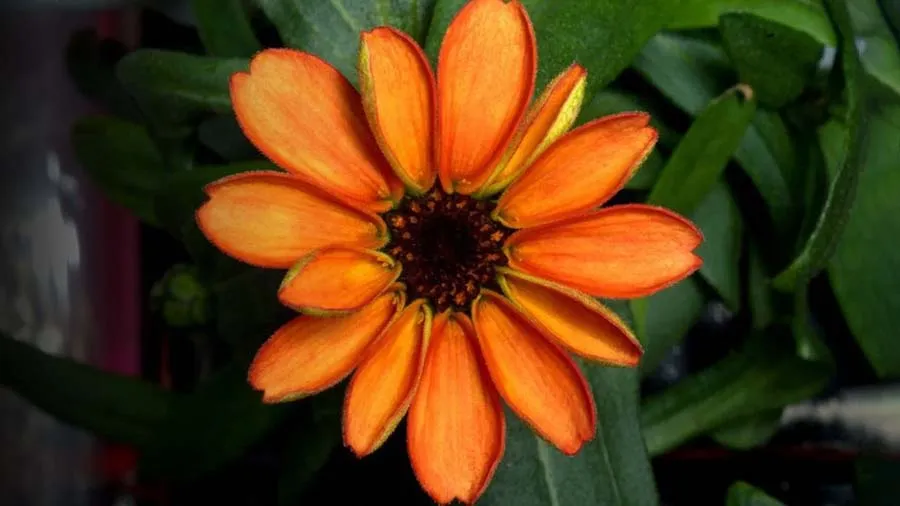 નાસાએ સ્પેસમાં ઉગેલા ફૂલની તસવીર શેર કરી, જોઈને લોકો આશ્ચર્યમાં, કેવી રીતે શક્ય