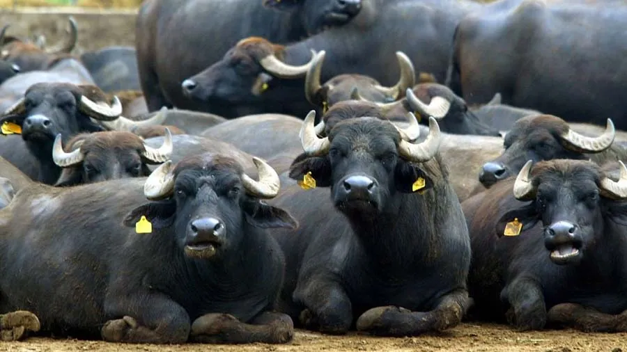 નહેરમાં નાહવાથી 15 ભેંસના મોત, 500થી વધુ દાઝી, જાણો શું છે આખો મામલો