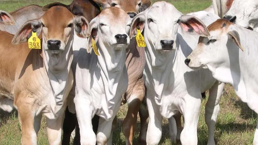 હવે પશુઓ IVFથી ગર્ભધારણ કરશે, ગુજરાત સરકારનો નિર્ણય, આટલા રૂપિયા સહાય આપશે સરકાર