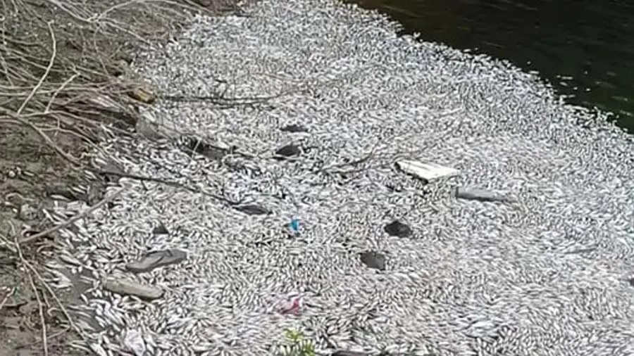 ગુજરાતના આ ગામના તળાવમાં હજારો માછલીઓના મોતથી ખળભળાટ