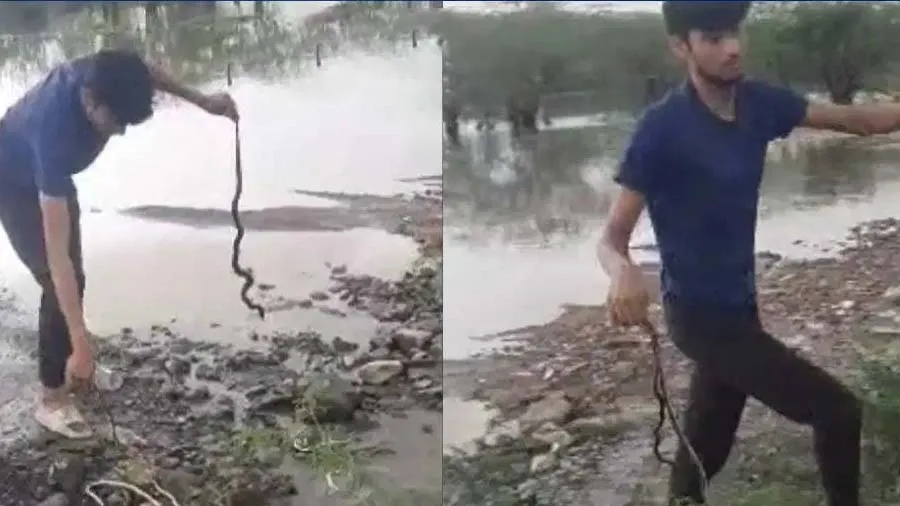 આ રાજ્યમાં એકસાથે 50 સાપના મોત, કારણ ચોંકાવનારું છે