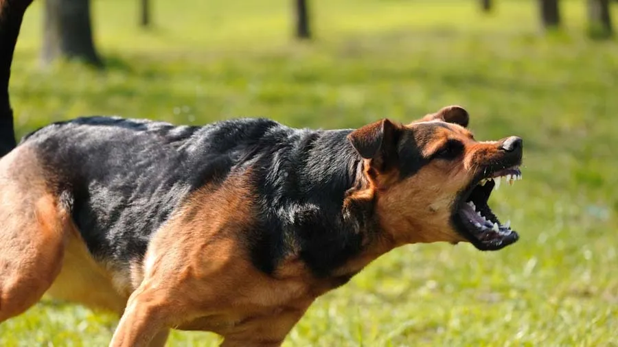 સમયની સાથે ગુસ્સાવાળા થઈ જશે કૂતરા, આ ઋતુમાં વધી જશે ડૉગ બાઇટની ઘટનાઓઃ સ્ટડી