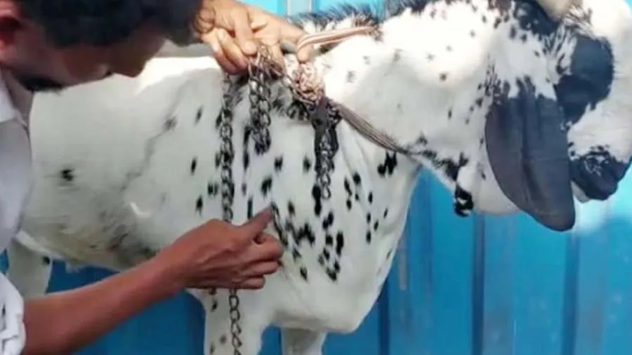 જે બકરાને કરોડમાં વેચવાનો હતો એનું મોત, દાવો- શરીર પર લખેલું-‘અલ્લાહ’ ‘મોહમ્મદ'