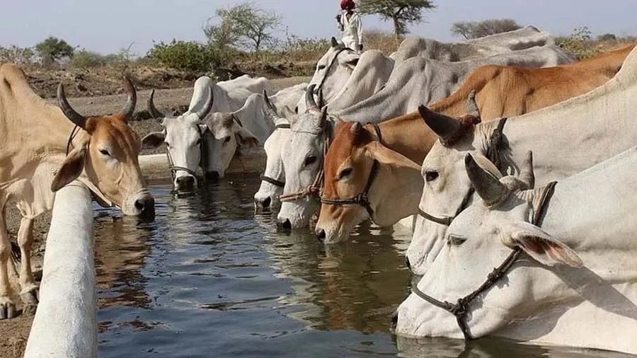 પશુધન અને લાઇવ સ્ટોક પ્રોડ્ક્ટ બિલ કેમ પાછું ખેંચી લેવામાં આવ્યું?