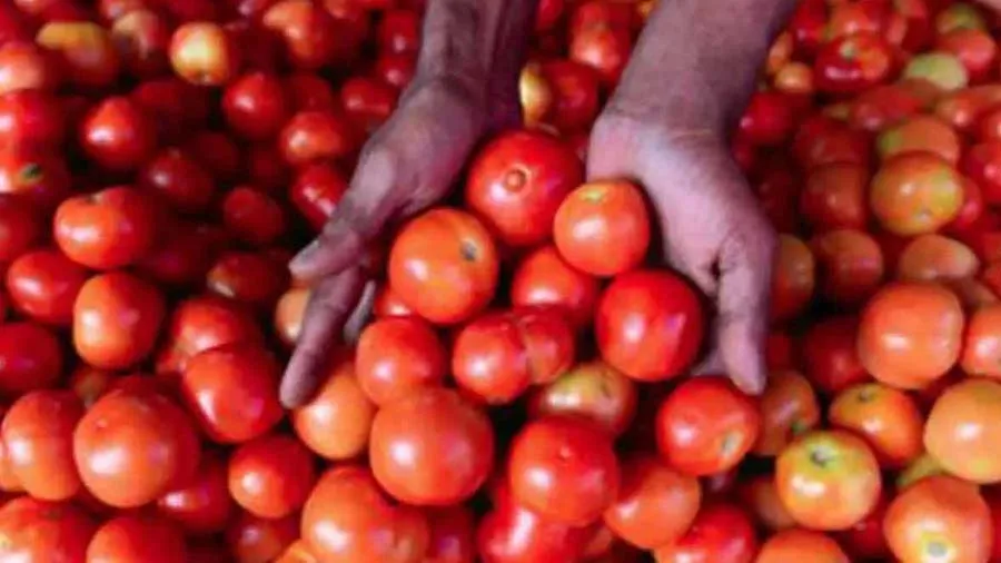 ટામેટા 4 ગણા મોંઘા,1 કિલોનો ભાવ 120 રૂપિયા પર કેમ પહોંચી ગયો