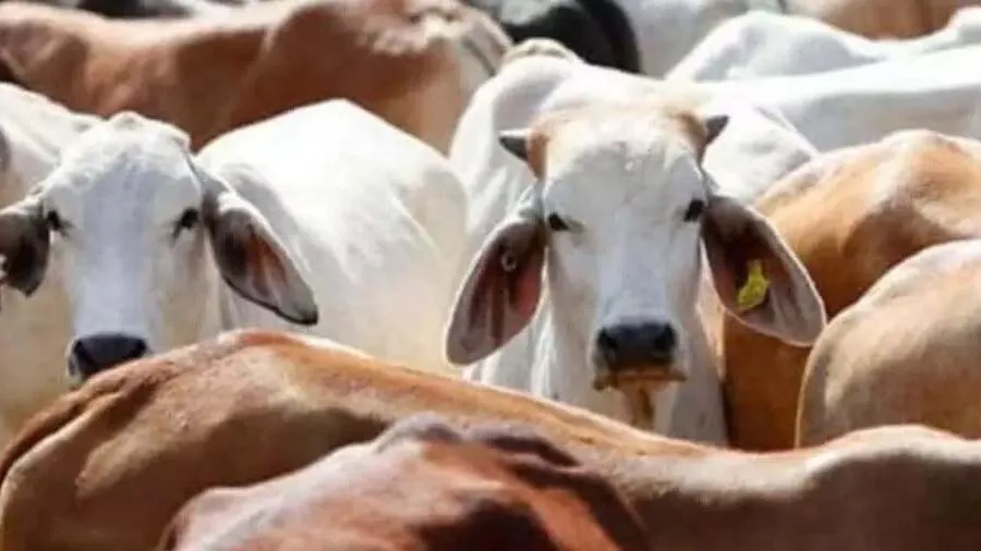 પશુપાલકો માટે ખુશખબરી, દેશી ગાયની ખરીદી પર 40 હજાર રૂપિયા આપે છે આ રાજ્ય સરકાર
