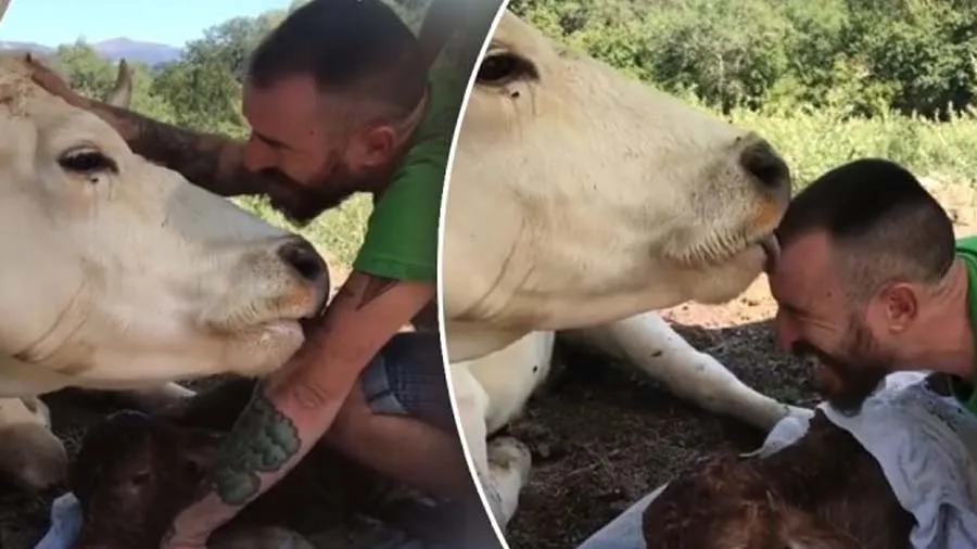 બચ્ચાને જન્મ આપવામાં મદદ કરનાર વ્યક્તિનો ગાયે આ રીતે આભાર વ્યક્ત કર્યો