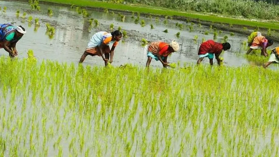 ડાંગરના રોગ તથા જીવાતોના નિયંત્રણ માટે ખેડૂતોએ શું ધ્યાન રાખવું